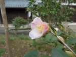 CIMG0003