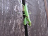 カマキリの卵で積雪の予想 002(1)